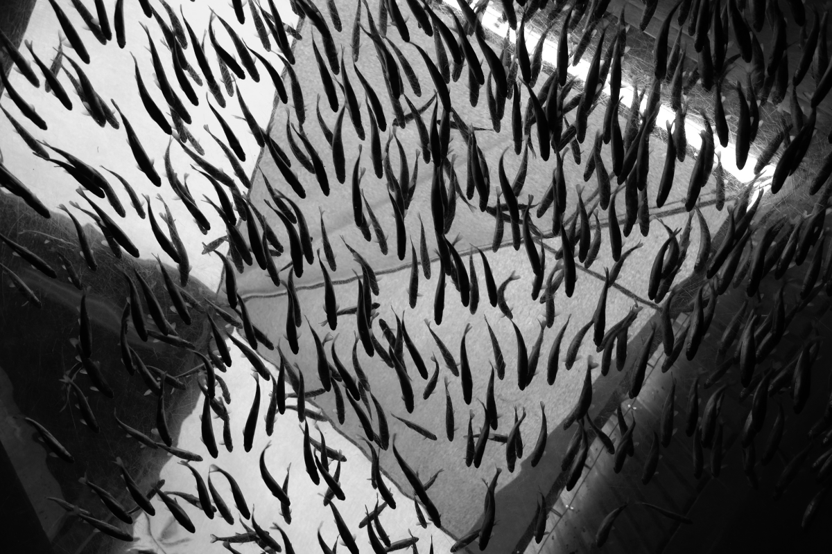 A school of smolts and salmon in an aquarium | Smolt
